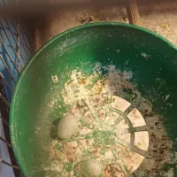 پرنده|پرنده|بهبهان, |دیوار