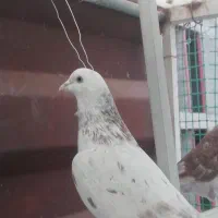 کبوتر سرور|پرنده|قرچک, شهرک طلائیه|دیوار