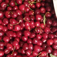 آگهی فروش ملک کشاورزی|فروش زمین و ملک کلنگی|بیلوار, |دیوار