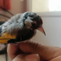 سهره ماده