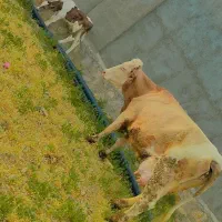 تلیسه شکم اول  با گوساله  سیمینتال نر