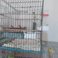 قناری رنگ روشن درجه 1|پرنده|قم, حاج خلیل|دیوار