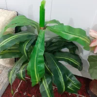 گل وگلدان فروش فوری