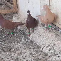 فروش کبوتر|پرنده|بوشهر, |دیوار