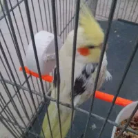 عروس هلندی|پرنده|تربت‌حیدریه, کوی شهید احمدزاده ملکی|دیوار