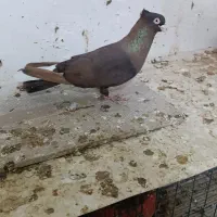 سوسنی و صرب|پرنده|مسجد سلیمان, |دیوار