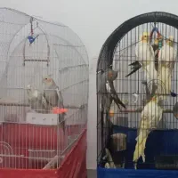 تعدادی طو طی عروس هلندی