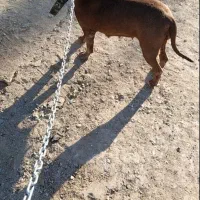 پیتبول ماده معاوضه