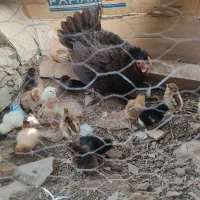 مرغ کوردی تخم گذار|حیوانات مزرعه|پاوه, |دیوار