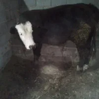 گوساله سمینتال نر|حیوانات مزرعه|عجب شیر, |دیوار