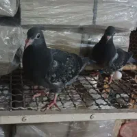 جوجه پلاکی هیچ پر