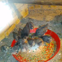 جوجه گلین و امروک