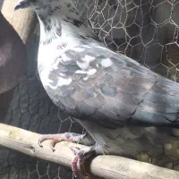 کفتر پرشی درجه یک بی عیب باضمانت