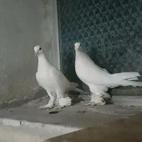 طوقی|پرنده|اردبیل, |دیوار