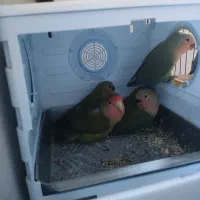 طوطی برزیلی جفت مولد