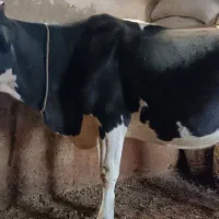 گاو و گوساله|حیوانات مزرعه|سیلوانه, |دیوار