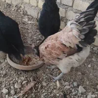 مرغ
