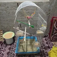 عروس هلندی نر