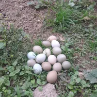 با درود خدمت دوستان عزیز مهربون