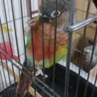 طوطی گیرینچیک جفت نر و ماده|پرنده|اسلام‌شهر, مظفریه|دیوار