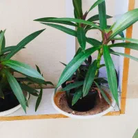 فیلندندرون|حراج|سرپل ذهاب, |دیوار