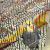 عروس هلندی نر|پرنده|اصفهان, امامزاده اسماعیل|دیوار