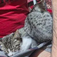 دوتا گربه اهلی