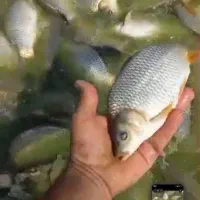 فروش بچه ماهی کپور  از سایز  ۱۵۰ گرم تا ۴۰۰ گرم