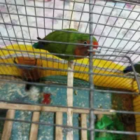 طوطی|پرنده|خوی, |دیوار