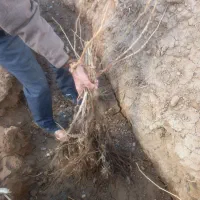 بوته انگور|گل و گیاه طبیعی|اسفرورین, |دیوار