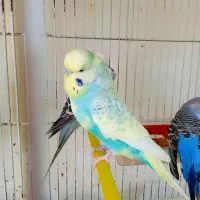 مرغ عشق انگلیسی گرید a|پرنده|الوند, |دیوار