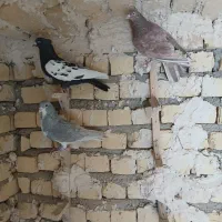 کبوتر بهبهانی بزن