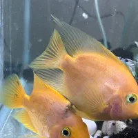 ماهی طوطی آگواریومی|ماهی|یزد, |دیوار