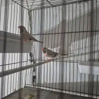 یک جفت فنچکرواتی مولد|پرنده|تهران, بازار|دیوار