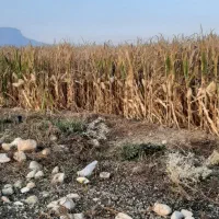 فروش دانه ذرت ۱۰ هکتار|عمدهفروشی|سرپل ذهاب, |دیوار