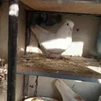 کبوتر طوقی|پرنده|سرپل ذهاب, |دیوار