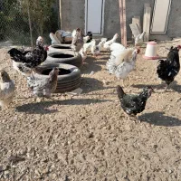 مرغ و خروس گلین چهل تاج