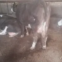 فروش‌گاو‌شیری