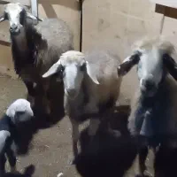 س راس میش  یک راس بردا