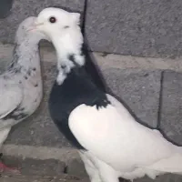 کفتر / کبوتر طوقی کله طوس