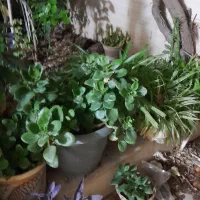 فروش انواع گل آپارتمانی و باغچه ای|گل و گیاه طبیعی|یزد, |دیوار