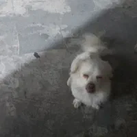 سگ شیتزو|سگ|پاکدشت, پاکدشت (مامازند)|دیوار