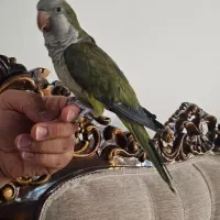 طوطی راهب|پرنده|پردیس, فاز ۸|دیوار