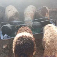 بره  نر سبک سبک|حیوانات مزرعه|مهریز, |دیوار