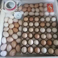 تخم مرغ نطفه دار از مرغ و خروس زینتی