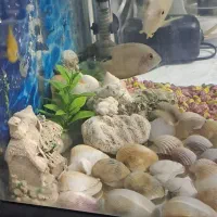 ماهی|ماهی|مشهد, مشکینی (شهرک غرب)|دیوار