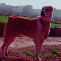 جوجه سگ آلابای نر و ماده توله|سگ|ساری, |دیوار