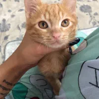 گربه دی اس اچ ناز خوشگل خونگی دو ماهه