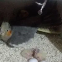 عروس هلندی|پرنده|زابل, |دیوار