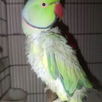 طوطی ملنگو نرسخنگو